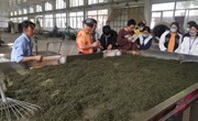品味虞山茶魅力，传承非物质文化